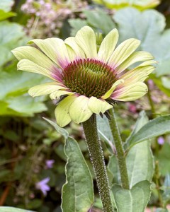 Echinacea Green Twister